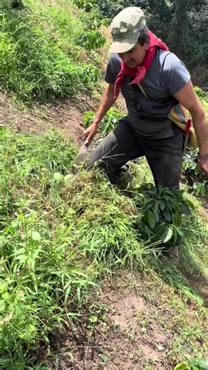 Trabajando a la antigua, con machete. #campo #amoralcampo😍🤠 #agricultura #cafe #colombia