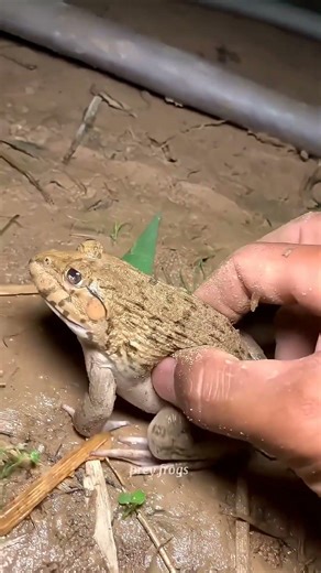 Funny frogs Catching Wep wep catching frogs funny boing catch frogs make you laugh #shortsfeed