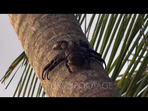 Coconut crab climbing up palm tree