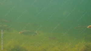 School of common roach fish swimming underwater