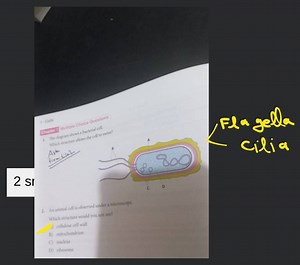 1 Cells Chand Multiple Choice Questions 1. The diagram shows a ... | Filo