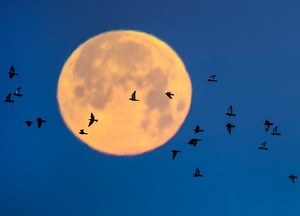 The Super Flower Moon Is The Latest Astronomical Event You Can't Miss!