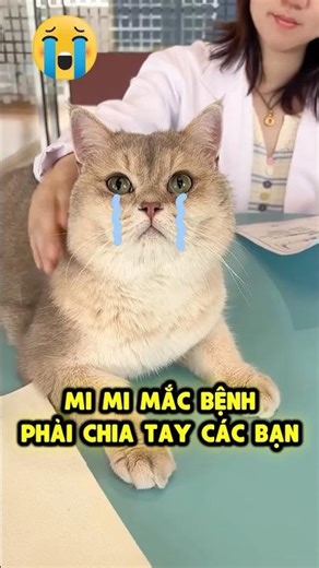 Mọi Người Ơi 😭 Mi Mi Sắp Chớt