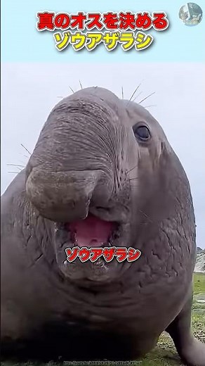 真のオスを決める【ゾウアザラシ】 #動物 #豆知識 #雑学