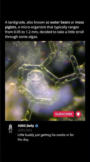 This Microscopic Animal Cannot Die #nature #viral