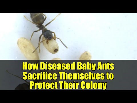 How Diseased Baby Ants Sacrifice Themselves to Protect Their Colony | Ant Superorganism Behavior