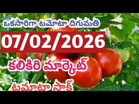 Today's Tomato Market Kalikiri Price Inrate