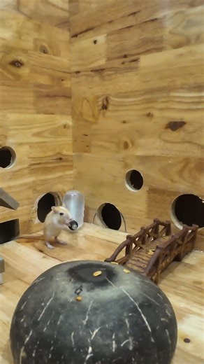 Cat TV mouse Hide & Seek, and Chase fun on screen for cats to watch 4K