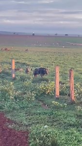 167K views · 1.1K reactions | Pouco corajoso, ou muito ousado. #reelsviralシ #porco #cachorro #dog #javaliselvagem #GPS #javali #matilha #thermal #jabali #perro | Caçadores 357 | Facebook