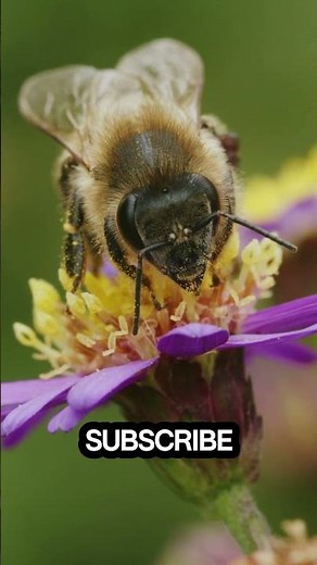 Amazing Bees in Action Nature’s Tiny Superheroes!
