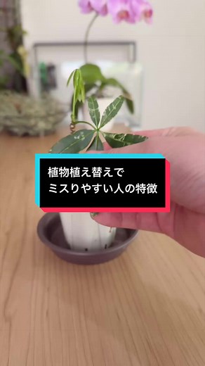 初心者向け観葉植物の育て方と注意点