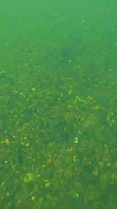 239K views · 3.3K reactions | Scuba diver calls the police! | D ALL MY D | Facebook