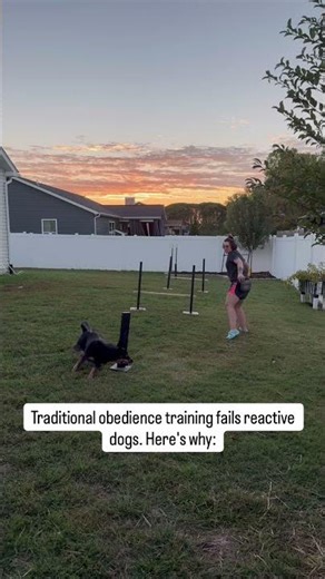 You taught sit. Stay. Heel.