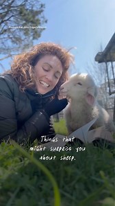3.5K views · 1.7K reactions | What else do you wish people knew about sheep? 李 | Animals Australia | Facebook