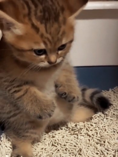 Không nên ăn khi xem🥲 #cat #cute #animals #funny #pet #fyp #foryou #viral #xuhuong