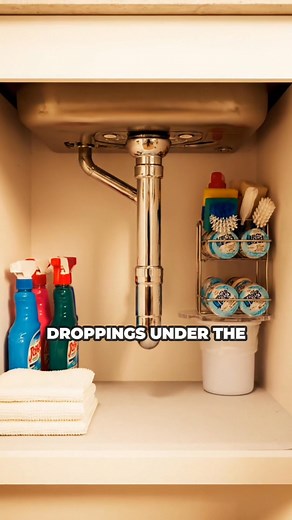 3.6K views · 282 reactions | Dealing with mice and rats? Rodents are...