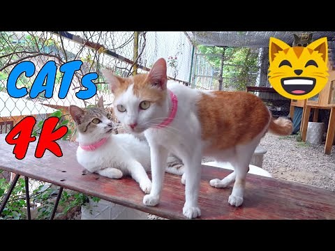 Funny Cats And Kittens Life 4K Quality Video Episode 4 | Viral Cat