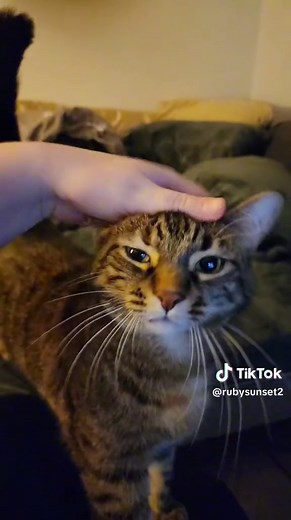 making her as comfortable as possible 🥰😽