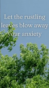 Relaxing Nature Sounds for Serenity: Rustling Trees in the Wind with Serene Sounds of Nature