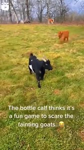 #Cute #Farm #Meme #Funny #CowFunny | Farmer's Life Story