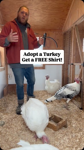 ⚠ THE TRUTH ABOUT TURKEYS: In factory farms, turkeys are bred to grow so large so fast that their legs often can’t support their own weight. Many suffer from: -Painful leg deformities and breaks -Heart attacks from rapid growth -Severe respiratory issues -Burns from ammonia in overcrowded sheds They spend their entire short lives (just 3-5 months) in windowless warehouses, never experiencing the outdoors until they’re loaded onto slaughter trucks. Fortunately, it doesn’t have to be this way. By 