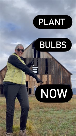 Is the ground frozen? No. You can plant bulbs.⬇️ 1. Dig a hole (2-3x the height of bulb) 2. Toss in bulbs (pointy end up or let them figure it out) 3. Cover with soil / dirt. Water? You can but if rain is coming you don't need to. Sun or shade? Sun if you have it. Bulbs have almost everything they need to grow (nutrients) in the bulb so tuck them into your garden and be amazed come spring! Follow for more tips. | Cold Creek Flowers | Facebook
