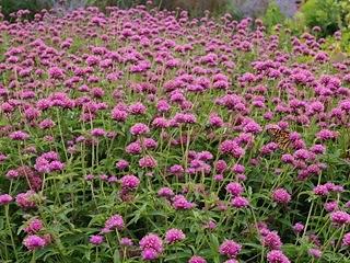 Gomphrena: How to Grow Globe Amaranth - Garden Design