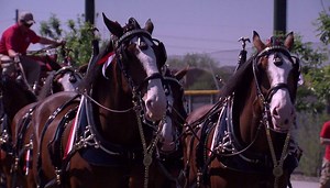 121K views · 1.4K shares | We LOVED seeing the Budweiser Clydesdales outside Chicago Cubs' Spring Training in Mesa today! | ABC15 Arizona | Facebook
