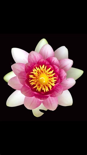 1.3K views · 60 reactions | The calming feeling of the Waterlily metamorphosis into a splendid collection of circles #circlefractions #circlesincircles #natureofflowers #sacredgeometryartist #sacredgeometry #flowometry #geometry #rainbow #waterlily | Natureofflowers | Facebook