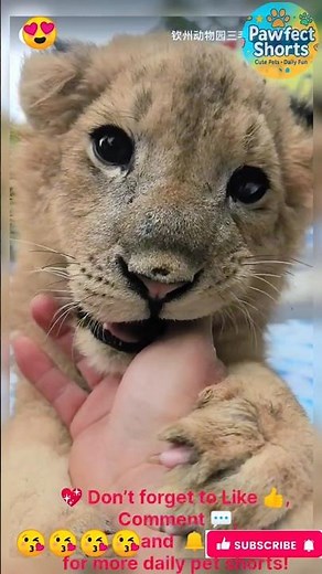 Adorable Tiger Cub Being Playful 🐯❤️ | Cutest Wild Baby Moments!”