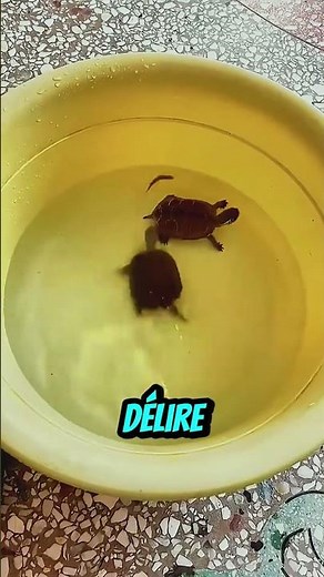 The slowest… and most intense chase!