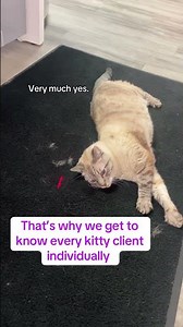 The Kitty Danger Zone