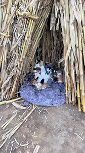 77K views · 2K reactions | so cute殺 | Random Cute Kitie | Facebook