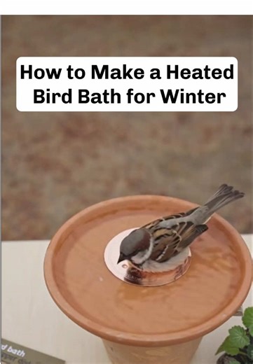 DIY Heated Bird Bath for Cold Days