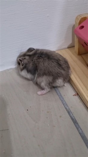 🐹🪮 Mochi: “Not comfy… let me dig my new home… but why can’t I?!” 😂 #hamster