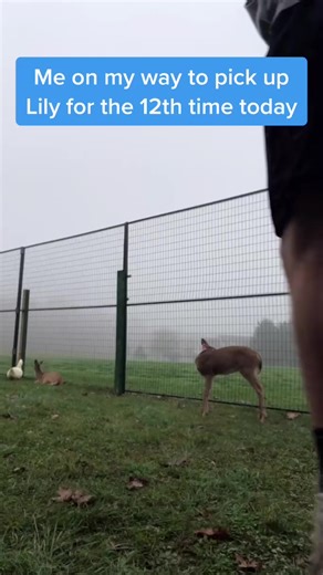 Tag someone who picks up their pets too much #deer I stepped in so much deer poop | Pip Kochell