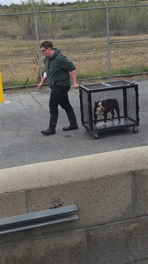 iloverescue on Instagram: "They're taking hugo to the euthanasia room right now.If you can save his life, contact the shelter, immediately!!! HAIL MARY!!!!!!! 🚨💔 SCHEDULED FOR EUTHANASIA TODAY 2/15 @ 2PM! HAIL MARY! SHELTER CONFIRMED THAT THEY ARE EUTHANIZING TODAY!! read Hugo’s behavior notes before I walked up to his kennel. “Displays offensive aggression. Barks, growls, bares teeth. Charging forward.” So I hit record. Because if a dog is truly doing all of that, it should be visible. Hugo d