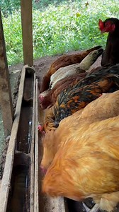 6.1K views · 336 reactions | BEST FINANCIAL ADVICE (SERIOUS VERSION) #PogingAdvisor #financialplanning #viralpost2025シ #sidehustle2025 #freerangechickenfarming | Ponse Orbeta | Facebook