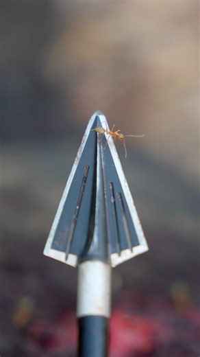 Our Broadheads Of Choice! Kayuga 150Grn ZOT 💥