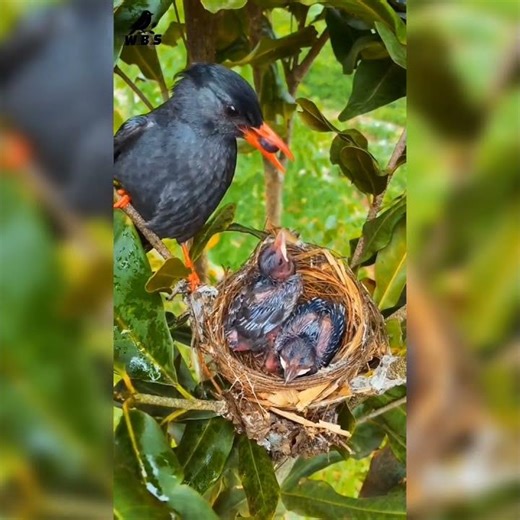 "Little Bird: The Beautiful Beginning of Learning to Fly" 🕊️🐦