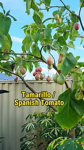 Tamarillo / Spanish Tomato #plantitalyninoz #kahalaman #tamarillo #fruits | Plantita Lyn in Oz
