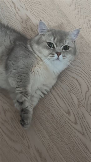 [위키요미] 관심줘라... 냥!! 🐱 ㄱㅇㅇ..😘❤️❤️ 출처 : instagram @bamtol_house | Wikitree - 위키트리