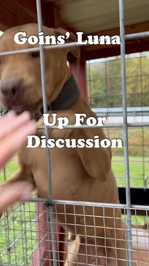 🗣️Goins’ Luna. Up For Discussion. In heat 🩸. Considering making available bred to Loki. Message for info. #pitbull #apbt #sportingdog | Premier Performance Genetics