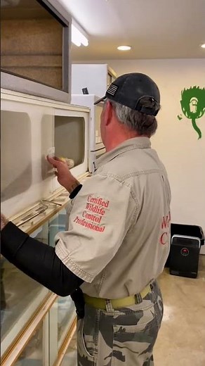 YIKES Albino Reticulated Python is SPICY Pt.1 😳 MAMA LAV | Meet The Animals #shorts