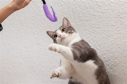 Asah Insting dan Hilangkan Bosan, Ini 5 Mainan untuk Kucing di Rumah - Bobo