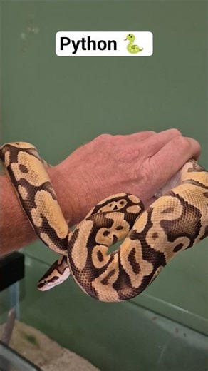 python south Africa #python #snakes #snakevideo #fyp