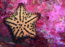 Chocolate Chip Starfish