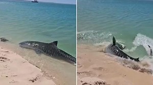 Beachgoers in shock as shark chases turtle onto shore