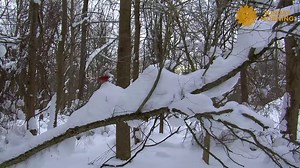 107K views · 4.4K reactions | Do Nothing For Two Minutes Take a minute, turn up the volume as we leave you this Sunday at the Reinstein Woods Nature Preserve in Depew, New York. Videographer: Carl Mrozek. https://cbsn.ws/3wuGqov | CBS Sunday Morning | Facebook
