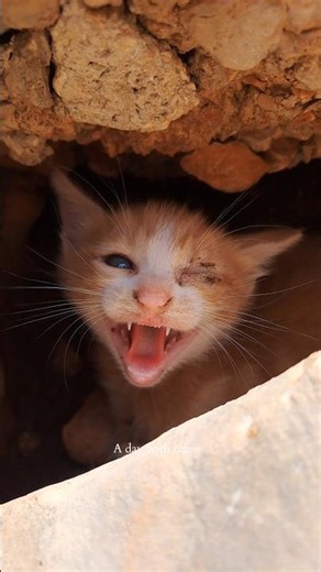 Kitten hissing nonstop! #shorts#baby#cat